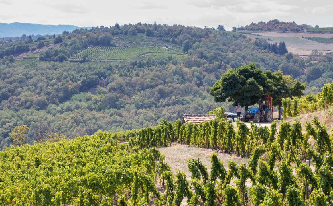 Vignoble de Condrieu