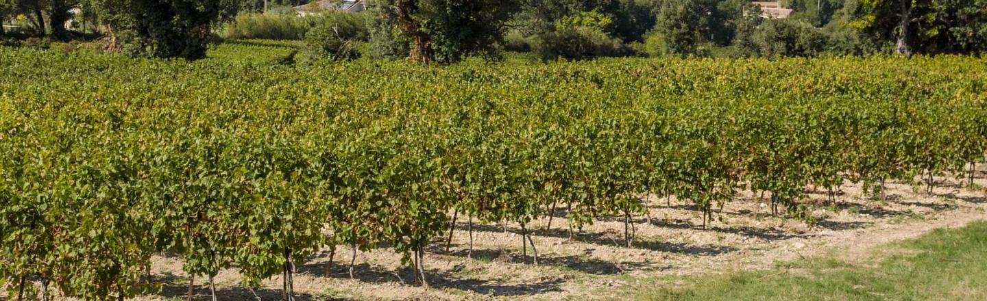 Cépages de Cote du Rhône