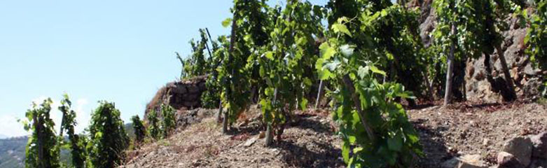 Vignoble Crozes-Hermittage rouge