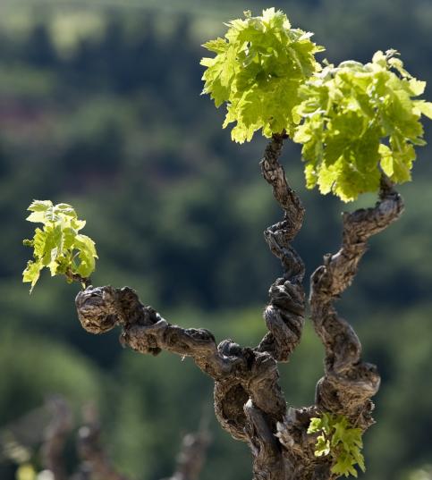 pied de vigne