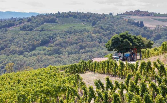 vignes condrieu