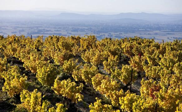 vignes gigondas