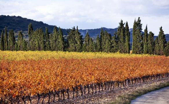 vignes tavel