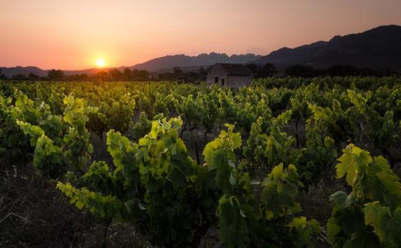vignes ventoux