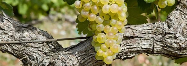 Le vin Gigondas est-il un Côte-du-Rhône