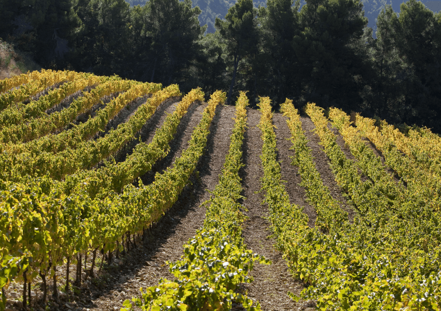vignes côte du Rhône