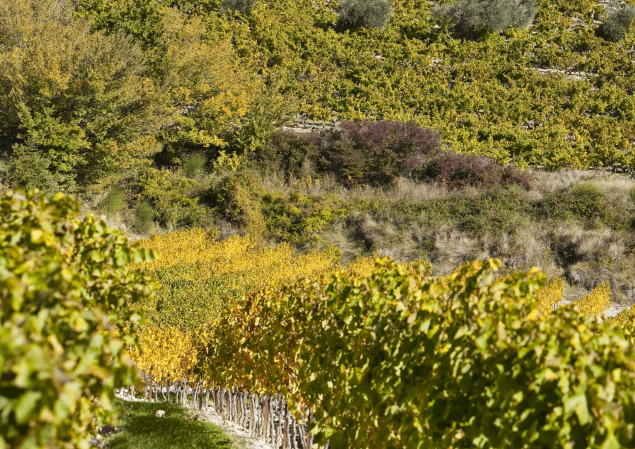 vignes côte du Rhône village
