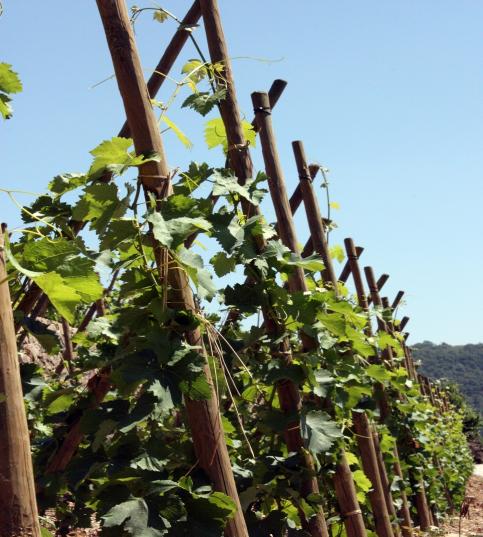 vignes des Côtes du Rhône AOC